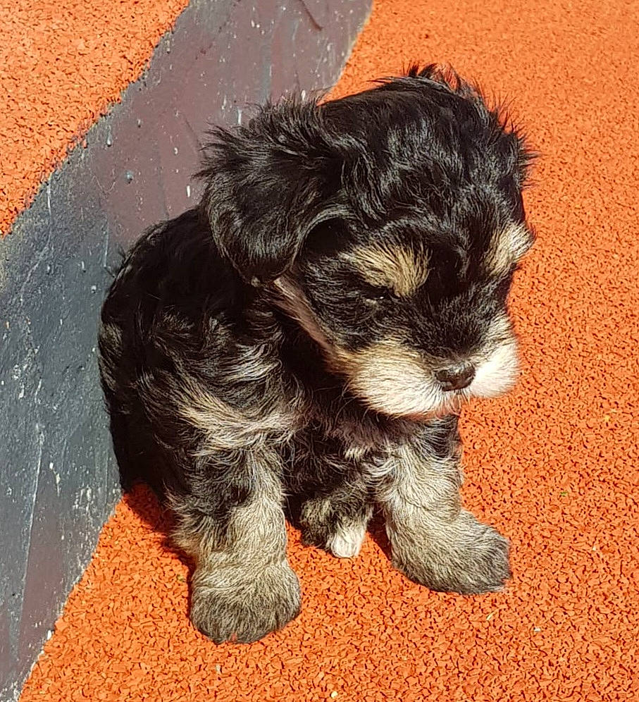 Ulys a rejoint le concours — aidez-le/la à gagner de superbes lots ! canidae, carnivore, comfort, companion_dog, dog, dog_breed, dog_supply, fawn, fur, liver, paw, puppy, small_terrier, snout, soil, sporting_group, tail, terrier, toy_dog, working_animal