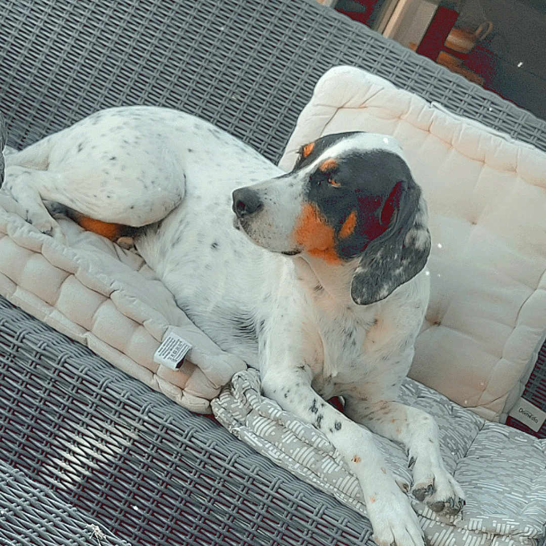 Ruby a rejoint le concours — aidez-le/la à gagner de superbes lots ! animal, black, comfort, couch, cushion, dog, ear, furniture, home, indoor, laying, orange, paw, pet, relaxed, resting, snout, spot, white, wicker