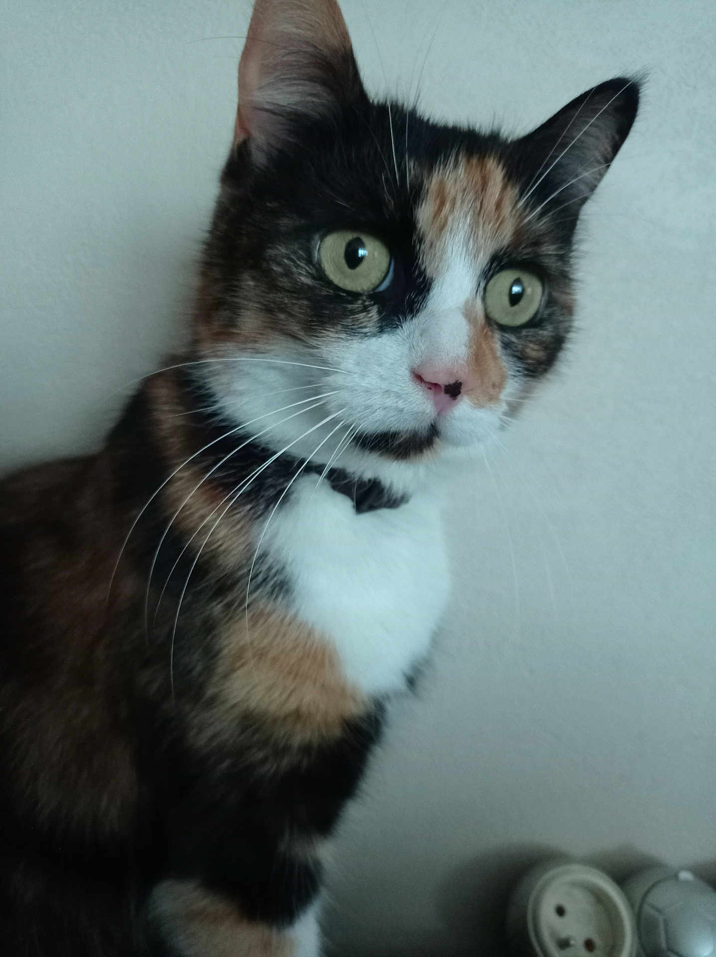 Ness a rejoint le concours — aidez-le/la à gagner de superbes lots ! cat, calico, close_up, indoor, pet, animal, fur, whiskers, green_eyes, portrait, looking_away, curious, domestic_cat, feline, cute, mammal, soft_light, wall, alert, young_cat