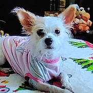 Ava is registered to the contest to win money with this photo: dog, small_dog, white_dog, pet, indoor, blanket, clothing, plush_toys, holiday_theme, christmas_trees, cute, laying_down, fur, ears, animal, domestic_animal, cozy, home, resting, toy
