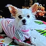 dog, small_dog, white_dog, pet, indoor, blanket, clothing, plush_toys, holiday_theme, christmas_trees, cute, laying_down, fur, ears, animal, domestic_animal, cozy, home, resting, toy