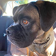 Taz is registered to the contest to win money with this photo: dog, animal, pet, car_interior, close_up, brown_eyes, fur, collar, sunlight, shadow, seat, seatbelt, window, daylight, canine, portrait, background_blur, domestic_animal, muzzle, ears