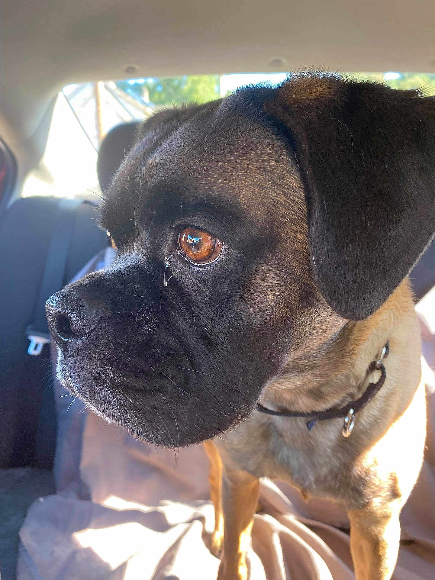 Taz is registered to the contest to win money with this photo: dog, animal, pet, car_interior, close_up, brown_eyes, fur, collar, sunlight, shadow, seat, seatbelt, window, daylight, canine, portrait, background_blur, domestic_animal, muzzle, ears