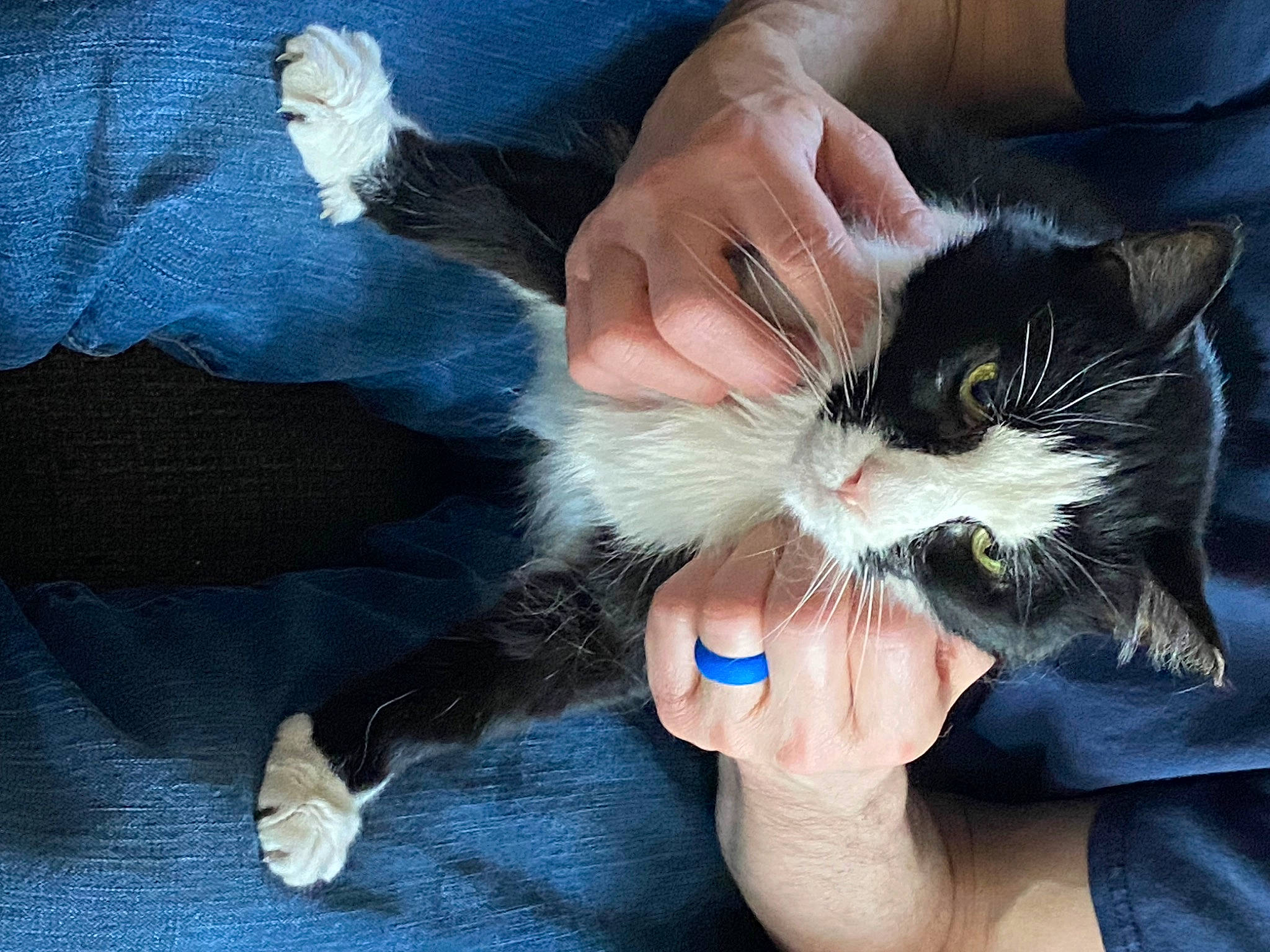 Whiskers is registered to the contest to win money with this photo: carnivore, cat, claw, comfort, domestic_short_haired_cat, ear, electric_blue, felidae, finger, foot, fur, gesture, hand, lap, nail, paw, small_to_medium_sized_cats, thumb, whiskers, wrist