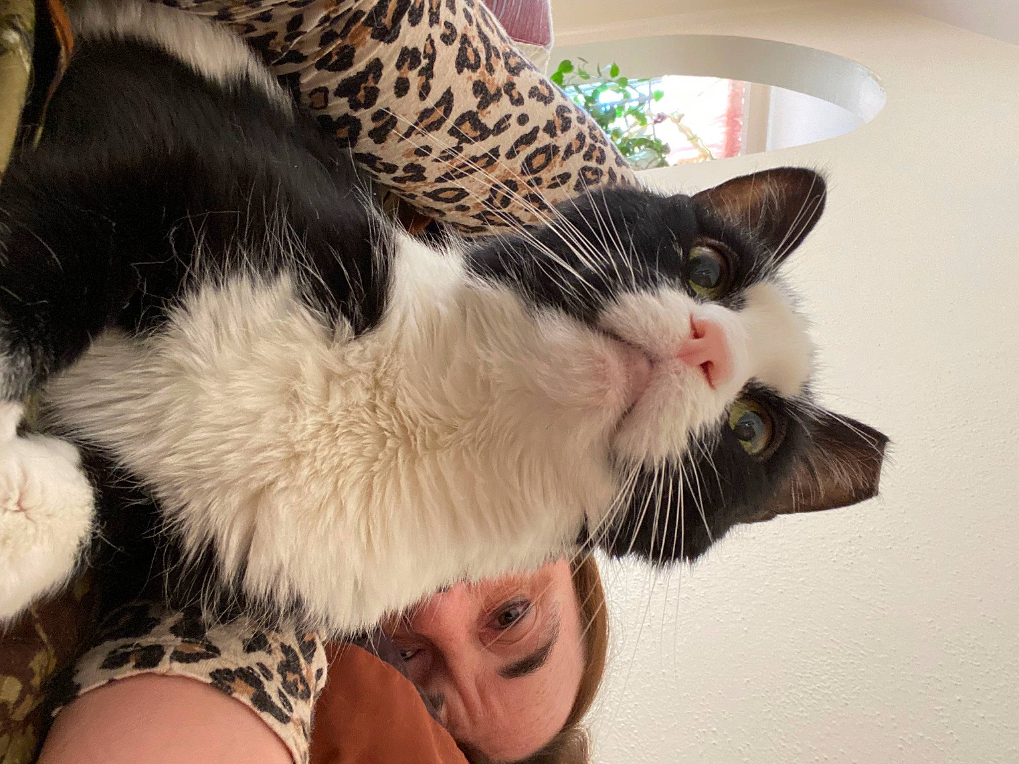 Whiskers is registered to the contest to win money with this photo: beard, carnivore, cat, claw, comfort, domestic_short_haired_cat, eyelash, eyewear, fashion_accessory, felidae, fur, gesture, happy, moustache, paw, small_to_medium_sized_cats, snout, sunglasses, tail, whiskers