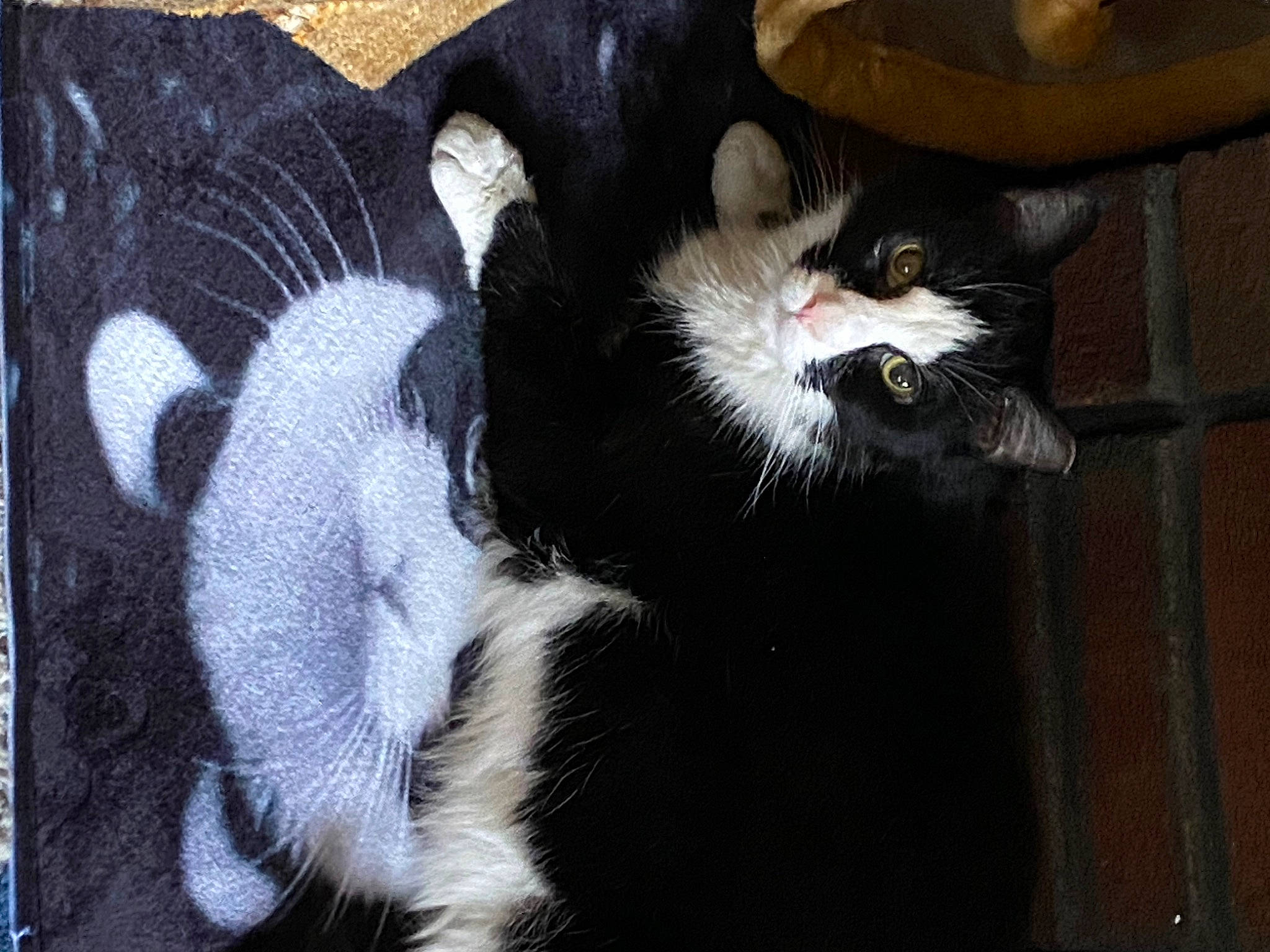 Whiskers joined the competition — help win amazing prizes! carnivore, cat, cat_supply, claw, comfort, domestic_short_haired_cat, felidae, foot, formal_wear, fur, nap, small_to_medium_sized_cats, snout, tail, terrestrial_animal, whiskers