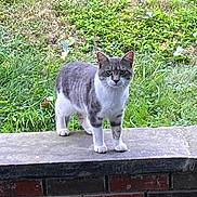 Buddy joined the competition — help win amazing prizes! alert, animal, brick_wall, cat, curious, daylight, ears, grass, greenery, grey_cat, ledge, mammal, nature, outdoor, paws, pet, standing, stone, whiskers, white_cat
