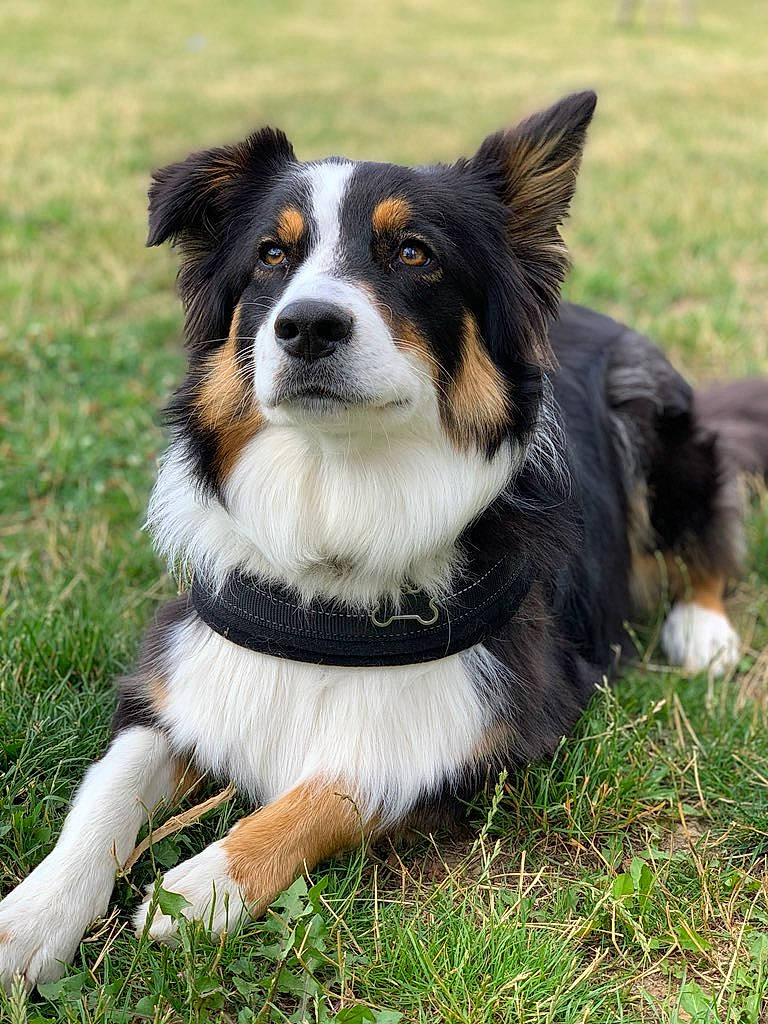 Obama a rejoint le concours — aidez-le/la à gagner de superbes lots ! australian_collie, australian_shepherd, bernese_mountain_dog, border_collie, canidae, carnivore, companion_dog, dog, dog_breed, english_shepherd, herding_dog, mammal, rare_breed_dog, snout, sporting_group, vertebrate, welsh_sheepdog, working_dog