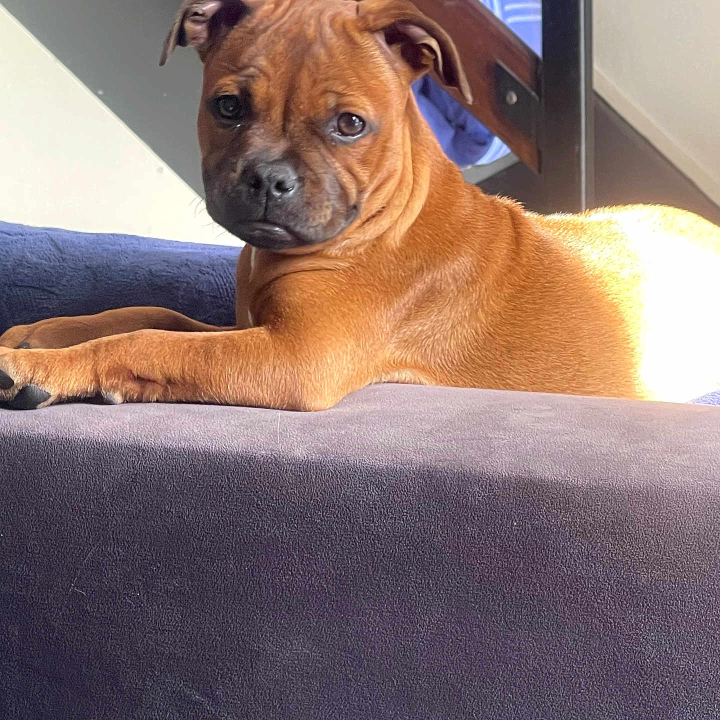 Bianca