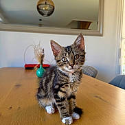 Brownie participe au concours pour gagner de l'argent avec cette photo : cat, kitten, tabby, pet, animal, sitting, table, wooden_table, collar, bell, whiskers, ears, striped_fur, white_paws, portrait, indoor, home, dining_room, mirror, pendant_lamp