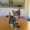cat, kitten, tabby, pet, animal, sitting, table, wooden_table, collar, bell, whiskers, ears, striped_fur, white_paws, portrait, indoor, home, dining_room, mirror, pendant_lamp
