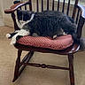 Frisky joined the competition — help win amazing prizes! animal, black_and_white, carpet, cat, chair, cushion, floral_pattern, fluffy, furniture, home, indoors, longhaired, lounging, pet, portrait, relaxed, rocking_chair, sleeping, sunlight, window