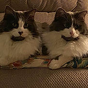 Frisky joined the competition — help win amazing prizes! animal, black_and_white, cats, companions, couch, ears, eyes, feline, fluffy, indoors, patterned_fabric, paws, pet, portrait, sitting, sofa, tuxedo_cats, whiskers, คู่, สัต?
