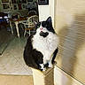 Frisky joined the competition — help win amazing prizes! animal, black_and_white, blinds, cat, chairs, dining_room, feline, floor, fluffy, green_eyes, home, indoors, longhaired, pet, portrait, scratching_post, sitting, table, whiskers, window