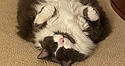 Frisky joined the competition — help win amazing prizes! animal, belly_up, black_and_white, carpet, cat, closeup, cute, fluffy, funny, fur, furniture, home, indoor, lying_down, paws_up, pet, playful, portrait, relaxed, upside_down