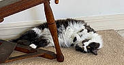 Furball joined the competition — help win amazing prizes! animal, black_and_white, carpet, cat, electrical_outlet, floor, fluffy, funny_pose, furniture, home, indoor, long_hair, lying_down, pet, playful, portrait, relaxed, upside_down, wall, wooden_table