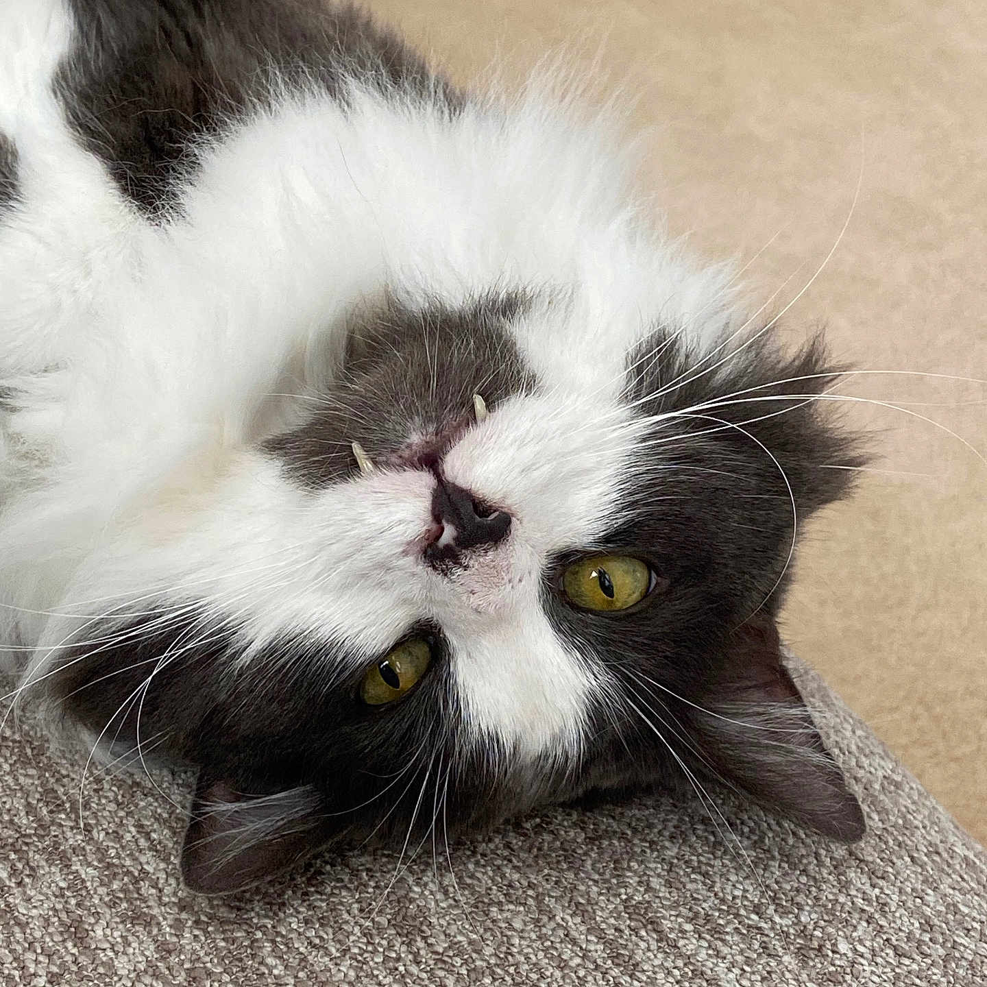Furball