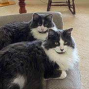 Furball is registered to the contest to win money with this photo: animal, black_and_white, carpet, cat, cats, couch, feline, fluffy, furniture, green_eyes, indoor, living_room, longhaired, pet, portrait, relaxed, rocking_chair, sitting, tuxedo_cat, yellow_eyes