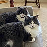 animal, black_and_white, carpet, cat, cats, couch, feline, fluffy, furniture, green_eyes, indoor, living_room, longhaired, pet, portrait, relaxed, rocking_chair, sitting, tuxedo_cat, yellow_eyes
