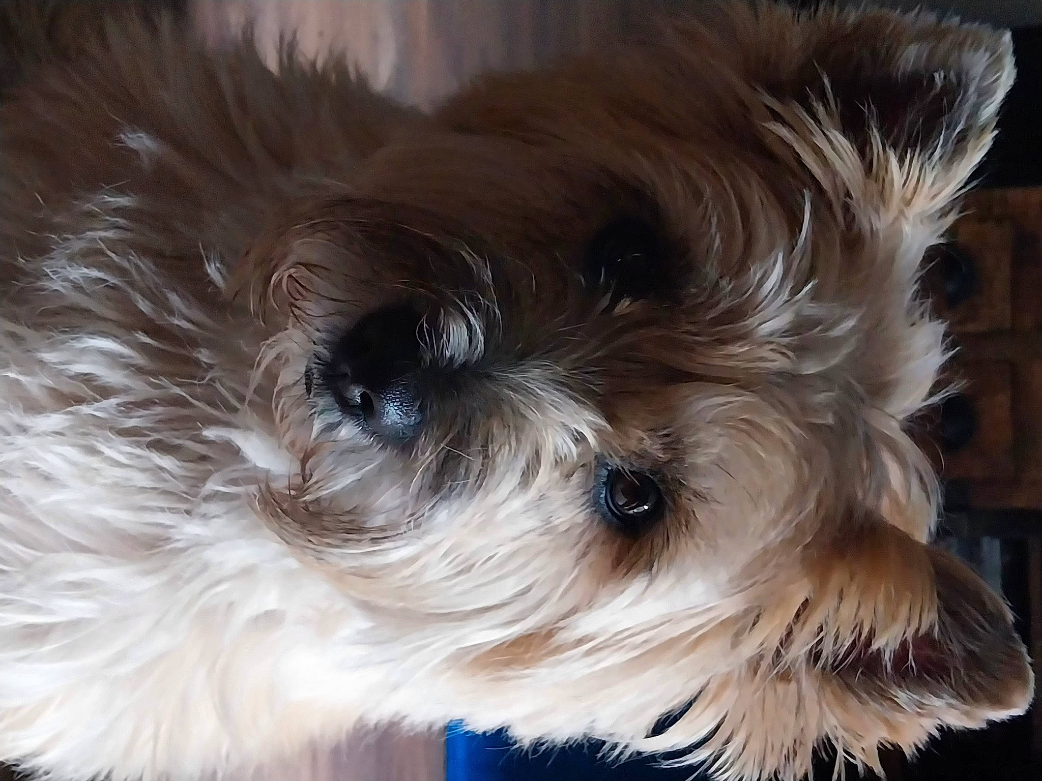 Braxton participe au concours pour gagner de l'argent avec cette photo : biewer_terrier, canidae, carnivore, companion_dog, dog, dog_breed, dog_supply, ear, fawn, fur, liver, maltepoo, shih_poo, small_terrier, snout, sporting_group, terrier, toy_dog, whiskers, working_animal