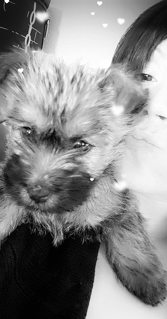 Braxton a rejoint le concours — aidez-le/la à gagner de superbes lots ! affenpinscher, black_and_white, cairn_terrier, canidae, carnivore, dog, dog_breed, ear, glen_of_imaal_terrier, mammal, miniature_schnauzer, morkie, puppy, schnoodle, scottish_terrier, small_terrier, snout, terrier, vertebrate, yorkshire_terrier