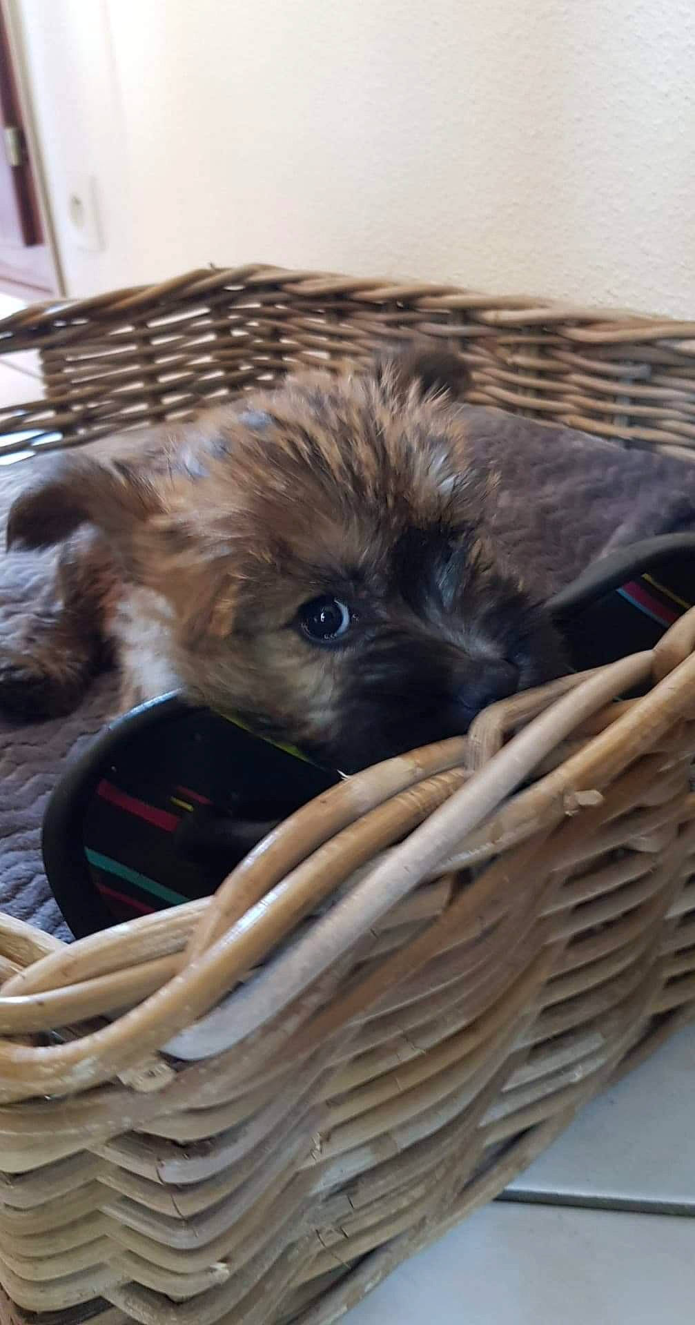 Braxton participe au concours pour gagner de l'argent avec cette photo : cairn_terrier, canidae, carnivore, dog, dog_breed, fawn, puppy, schnoodle, terrier