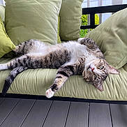 Boots joined the competition — help win amazing prizes! animal, cat, comfort, cushion, eyes, feline, fur, green, nature, outdoor, paw, pet, porch, relaxed, resting, sofa, stretching, tabby_cat, whiskers, wooden_floor
