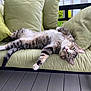 animal, cat, comfort, cushion, eyes, feline, fur, green, nature, outdoor, paw, pet, porch, relaxed, resting, sofa, stretching, tabby_cat, whiskers, wooden_floor