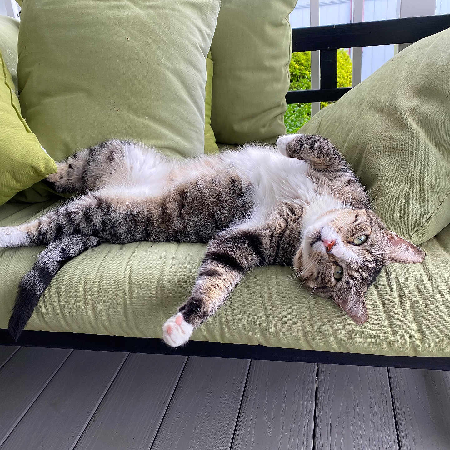 Boots joined the competition — help win amazing prizes! animal, cat, comfort, cushion, eyes, feline, fur, green, nature, outdoor, paw, pet, porch, relaxed, resting, sofa, stretching, tabby_cat, whiskers, wooden_floor