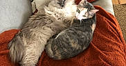 Umeya participe au concours pour gagner de l'argent avec cette photo : cats, two_cats, kitten, fluffy, long_hair, calico, gray_cat, blue_eyes, green_eyes, cuddling, sleeping, sitting, couch, blanket, pillows, indoor, home, pet, toy_mouse, cozy