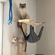 Umeya a rejoint le concours — aidez-le/la à gagner de superbes lots ! cats, kitten, fluffy, long_hair, cat_tree, pet_furniture, hammock, scratching_post, indoors, home, white_cat, gray_cat, blue_eyes, sitting, lounging, sleeping, animal, cute, play_toy, vertical_composition