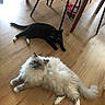 Umeya participe au concours pour gagner de l'argent avec cette photo : cat, cats, black_cat, fluffy_cat, white_cat, gray_cat, longhaired, shorthaired, pets, animal, feline, lying_down, stretching, wooden_floor, indoor, dining_area, chairs, furniture, whiskers, portrait