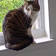 Charlie is registered to the contest to win money with this photo: cat, tabby, windowsill, window, greenery, plant, indoor, pet, animal, feline, curious, sitting, fur, whiskers, ears, face, nature, daylight, house, domestic