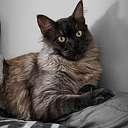 Willow participe au concours pour gagner de l'argent avec cette photo : animal, blanket, cat, close_up, cozy, domestic_cat, ears, feline, fluffy, fur, indoor, patterned_blanket, pet, portrait, relaxed, resting, shadow, soft_light, whiskers, yellow_eyes
