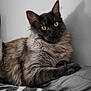 animal, blanket, cat, close_up, cozy, domestic_cat, ears, feline, fluffy, fur, indoor, patterned_blanket, pet, portrait, relaxed, resting, shadow, soft_light, whiskers, yellow_eyes