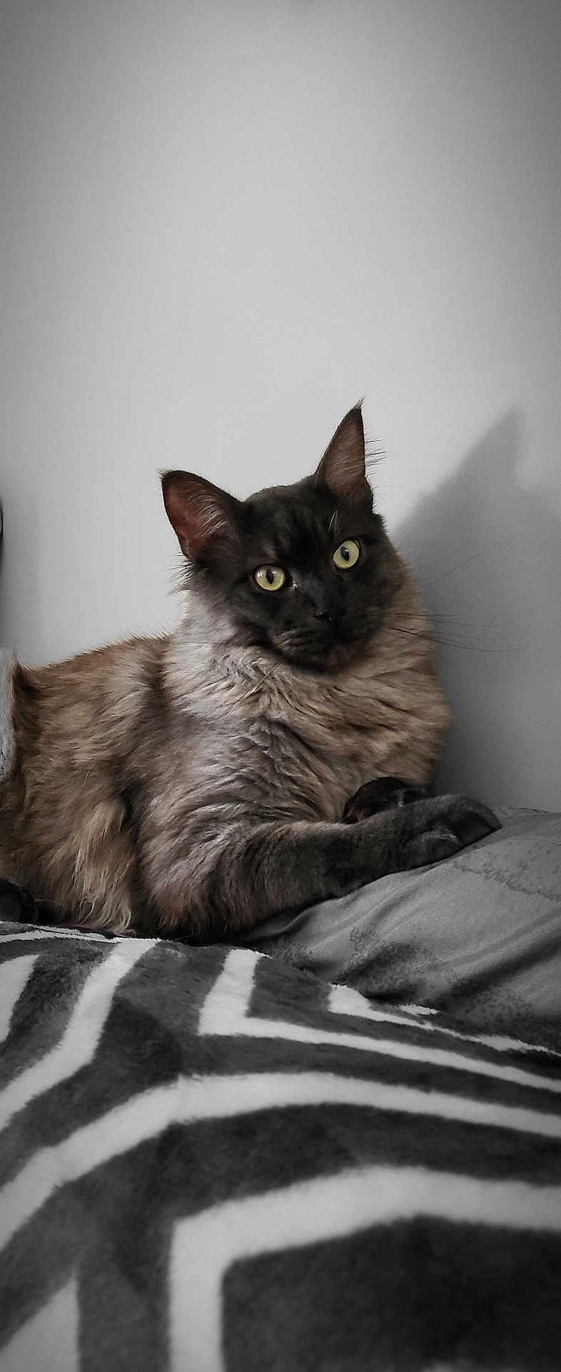 Willow