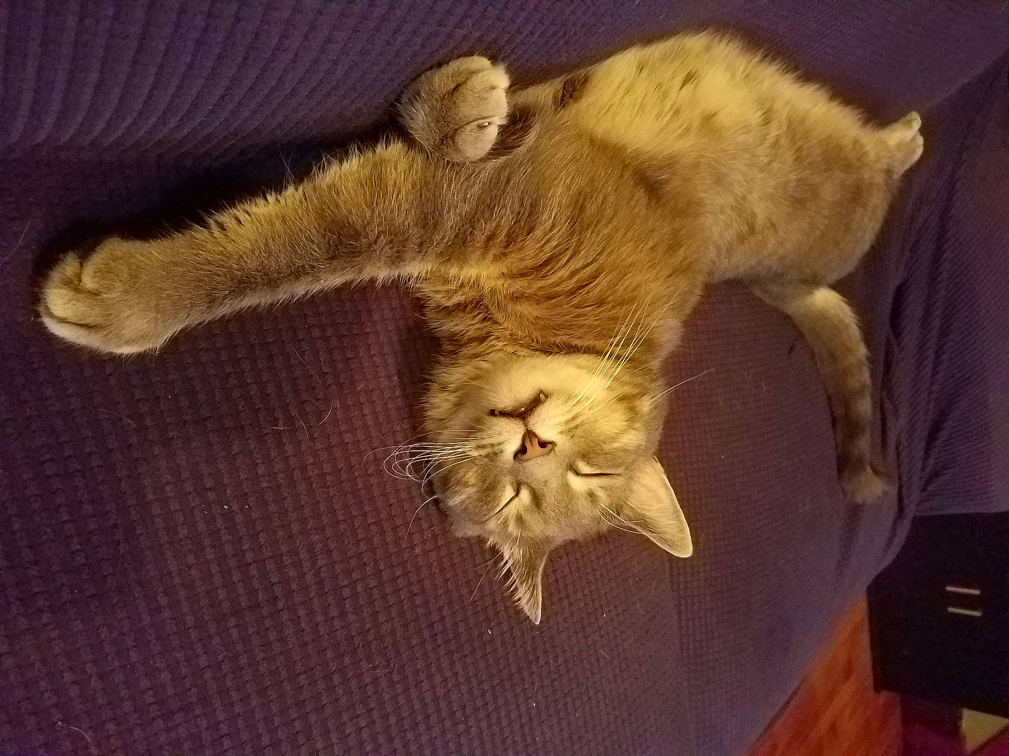 Earl joined the competition — help win amazing prizes! bed, carnivore, cat, claw, cloud, comfort, companion_dog, fawn, felidae, fur, gesture, linens, paw, small_to_medium_sized_cats, snout, stuffed_toy, tail, textile, whiskers, wood