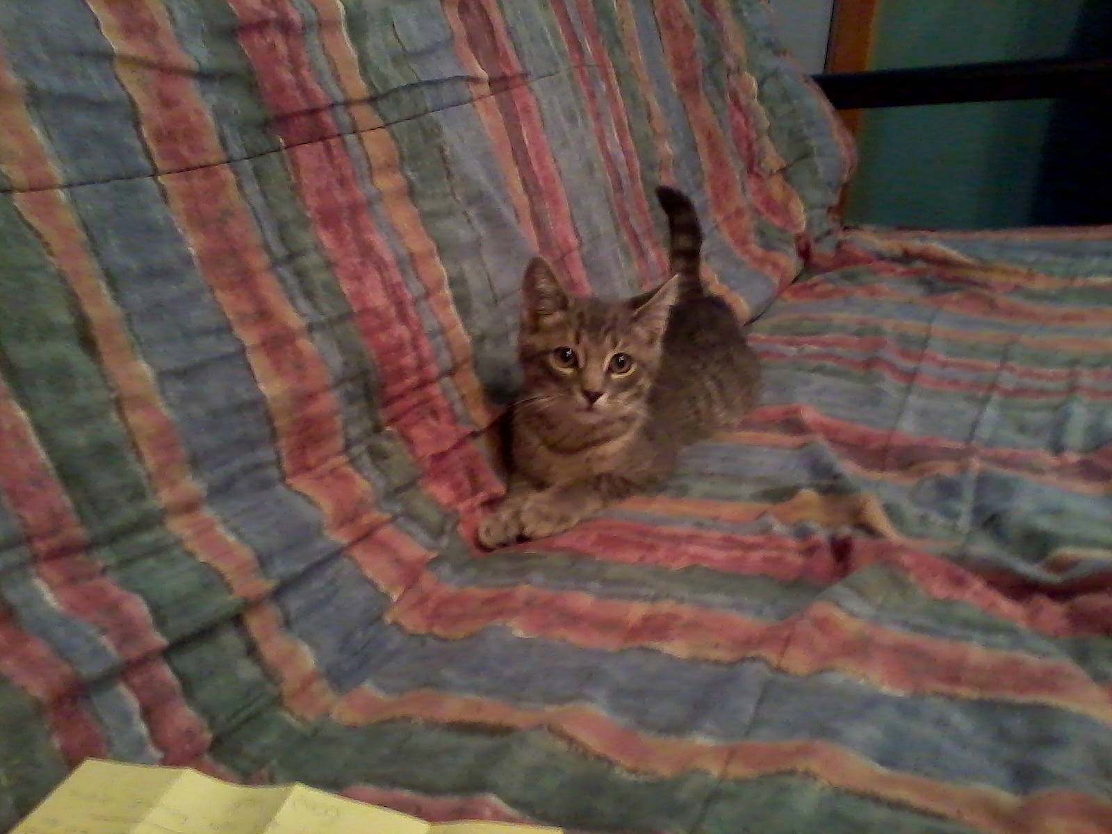 Earl is registered to the contest to win money with this photo: bedding, carnivore, cat, comfort, domestic_short_haired_cat, felidae, flooring, fur, grey, hardwood, linens, pattern, plaid, room, small_to_medium_sized_cats, tail, terrestrial_animal, textile, whiskers, wood