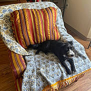 Leah joined the competition — help win amazing prizes! dog, chair, blanket, pillow, indoor, wooden_floor, computer, desk, pet_toy, black_dog, white_markings, cozy, home, living_room, furniture, relaxed, small_dog, striped_pillow, patterned_blanket, floor