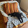 dog, chair, blanket, pillow, indoor, wooden_floor, computer, desk, pet_toy, black_dog, white_markings, cozy, home, living_room, furniture, relaxed, small_dog, striped_pillow, patterned_blanket, floor