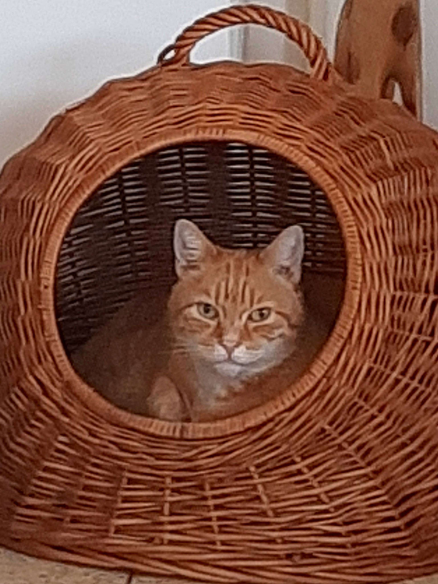 Mughet participe au concours pour gagner de l'argent avec cette photo : basket, beige, carnivore, cat, cat_bed, european_shorthair, fawn, felidae, hamper, home_accessories, kitten, picnic_basket, small_to_medium_sized_cats, storage_basket, tabby_cat, whiskers, wicker