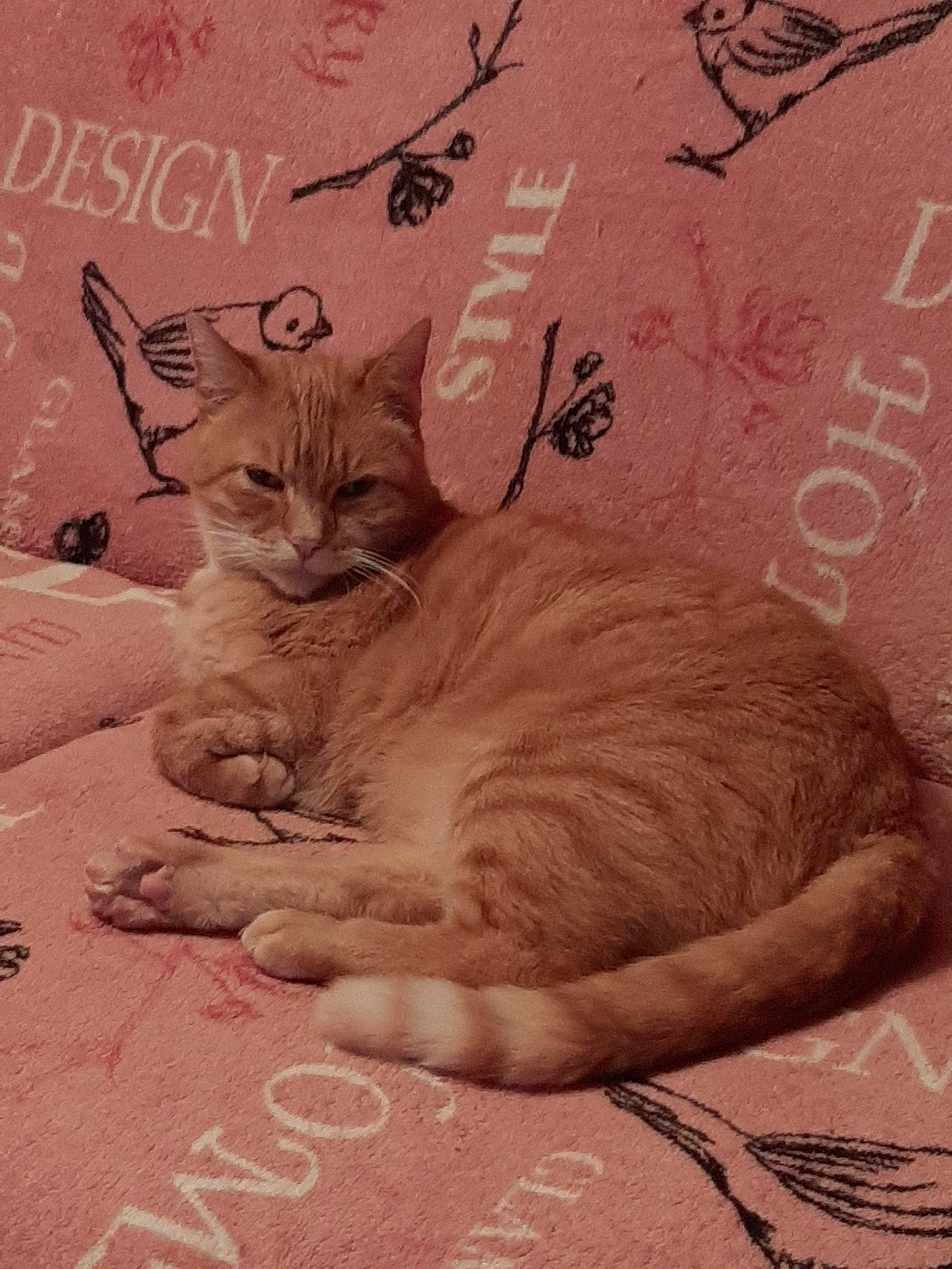 Mughet a rejoint le concours — aidez-le/la à gagner de superbes lots ! aegean_cat, arabian_mau, asian, carnivore, cat, domestic_short_haired_cat, european_shorthair, fawn, felidae, kitten, ojos_azules, paw, small_to_medium_sized_cats, snout, tabby_cat, tail, whiskers