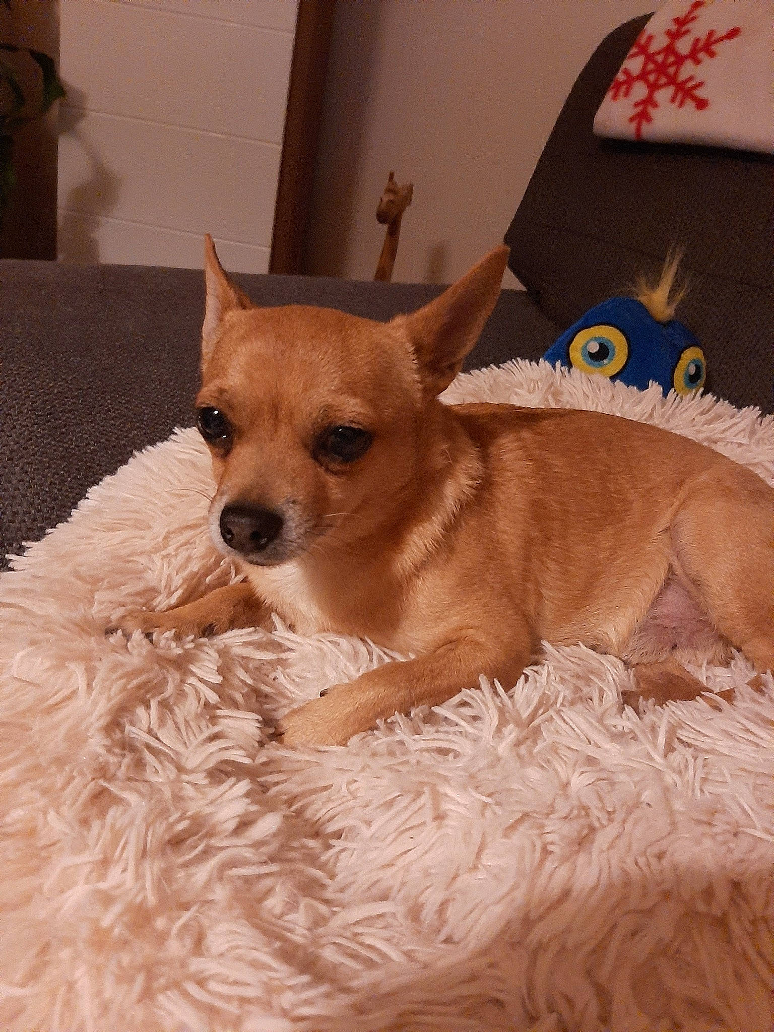 Pepito a rejoint le concours — aidez-le/la à gagner de superbes lots ! canidae, carnivore, chihuahua, companion_dog, corgi_chihuahua, dog, dog_breed, ear, fawn, mammal, puppy, russkiy_toy, snout, toy_dog, vertebrate, whiskers