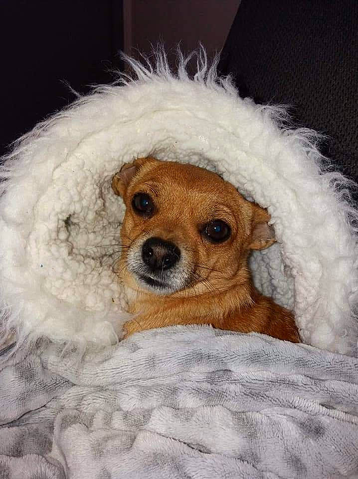 Pepito participe au concours pour gagner de l'argent avec cette photo : canidae, carnivore, cavachon, cavapoo, companion_dog, dog, dog_breed, fur, maltepoo, mammal, nose, puppy, puppy_love, snout, sporting_group, tibetan_spaniel, toy_dog