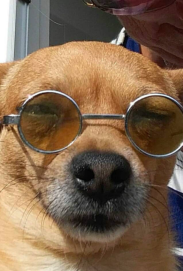 Pepito a rejoint le concours — aidez-le/la à gagner de superbes lots ! canidae, carnivore, companion_dog, dog, dog_breed, eyewear, fawn, glasses, goggles, head, mammal, nose, personal_protective_equipment, snout, sporting_group, sunglasses, vision_care, whiskers