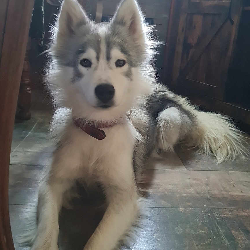 Mia
