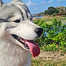 dog, husky, tongue_out, outdoor, greenery, blue_sky, sunny, grass, pet, canine, nature, happy, fur, collar, leash, portrait, animal, daylight, smiling, park