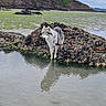 husky, dog, rock, water, reflection, seaweed, outdoor, nature, cloudy_sky, shore, landscape, animal, pet, leash, coast, scenic, wildlife, mammal, daytime, calm