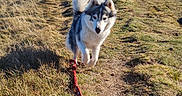 Mia a rejoint le concours — aidez-le/la à gagner de superbes lots ! adventure, animal, canine, daytime, dog, grass, happy, hill, husky, landscape, leash, mountain, nature, outdoor, path, pet, puppy, sky, sunlight, walking