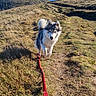 dog, husky, puppy, leash, mountain, path, grass, outdoor, nature, sky, sunlight, hill, walking, pet, animal, canine, landscape, daytime, happy, adventure